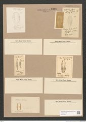 Diatomeae indet. Zeichnungen Sammlung Grunow Nr. 3329 (NHMW-BOT-W0370832)